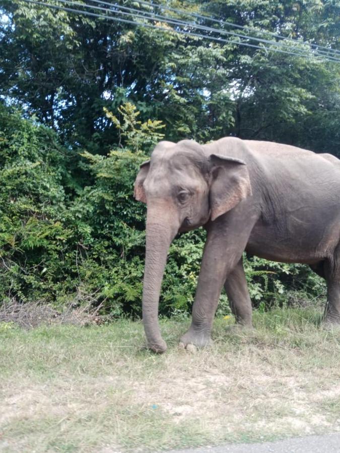 Sigiriya Village Home Stay Екстериор снимка